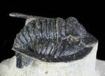 Diademaproetus Trilobite - Foum Zguid, Morocco #45598-2